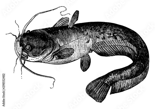 Sly Silurus, vintage illustration.