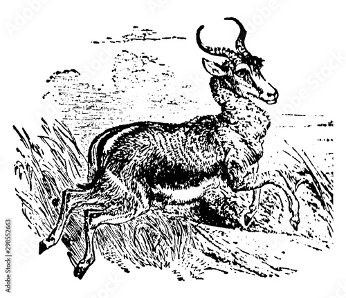 Springbok, vintage illustration.