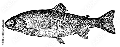 Rainbow Trout, vintage illustration.