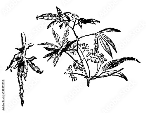 Cassava vintage illustration.