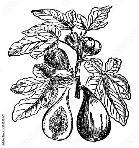 Fig Plant vintage illustration.