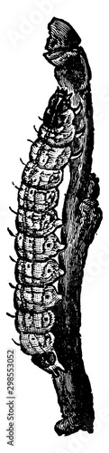 Cutworm, vintage illustration.