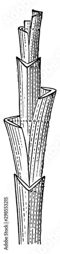 Three-ranked vintage illustration.