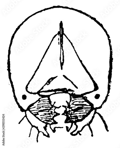 Weevil, vintage illustration.
