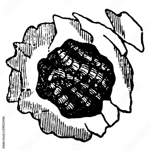 Potter Wasp, vintage illustration.