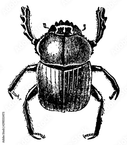 Dung Beetle, vintage illustration.