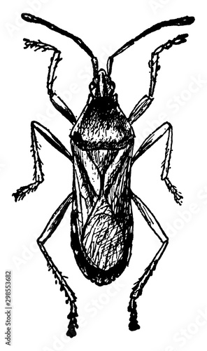 Squashbug, vintage illustration.