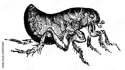 Flea, vintage illustration.