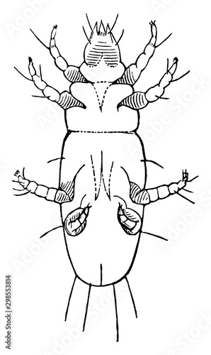 Parasitic Mite, vintage illustration.