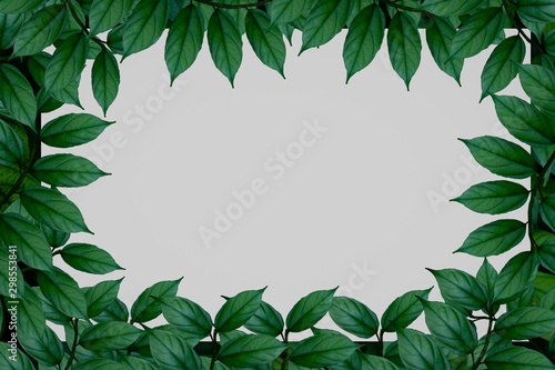 Top view plant and paper.green leaf plant with white paper card note.Blank,advertising,Creative layout.photo concept flat lay and nature background.