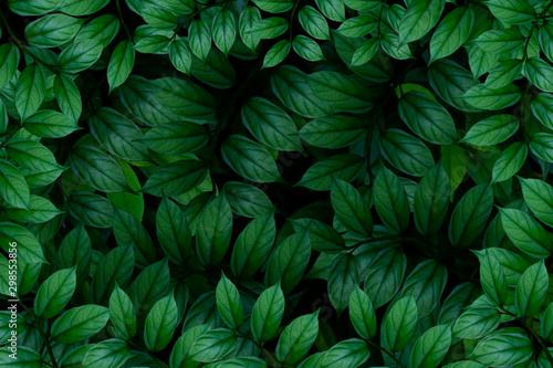 Green leaves background.Green leaves color tone dark in the morning.photo concept nature and plant.