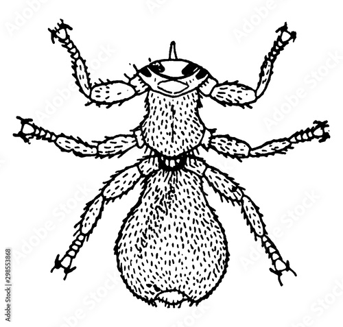 Sheep Louse, vintage illustration. photo