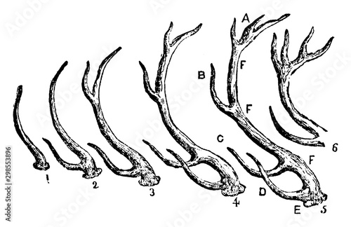 Stag Horns, vintage illustration.