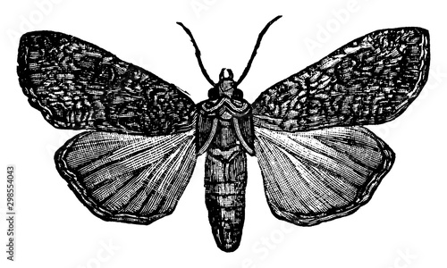 Pearly Underwing Moth, vintage illustration.