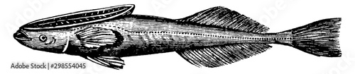 Suckerfish, vintage illustration.