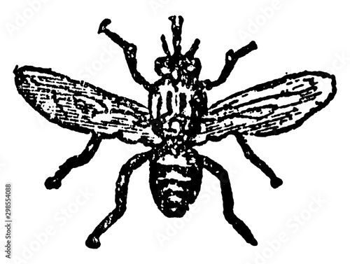 Tsetse, vintage illustration.