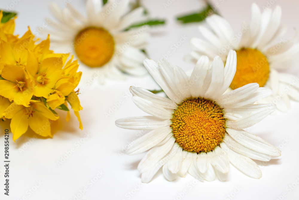 Fototapeta premium Meadow country field flowers Camomile, Daisy and yellow Lysimachia on white background