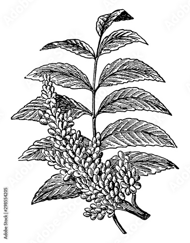 Canvas Print Sumac vintage illustration.