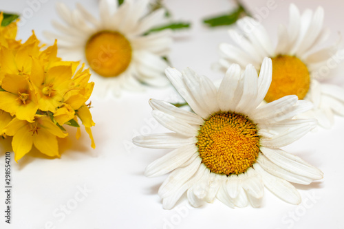 Fototapeta Naklejka Na Ścianę i Meble -  Meadow country field flowers Camomile, Daisy and yellow Lysimachia on white background