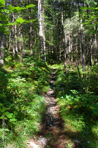 Looking up hill at forrest floor