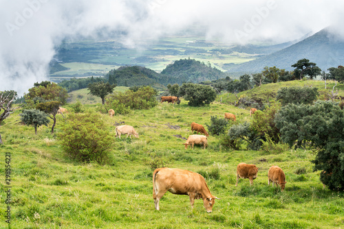 Grazing Herd