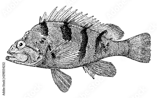 Photography Grass Rockfish, vintage illustration.