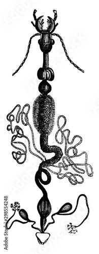 Digestive Apparatus of an Insect, vintage illustration.