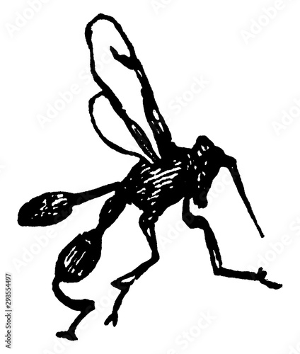 Parasite, vintage illustration.