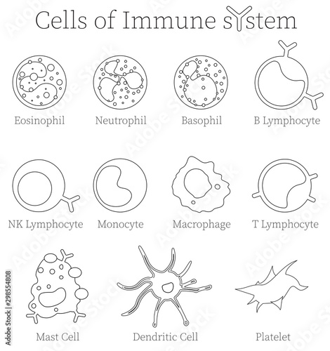 Immune cell army - different cell types of the human immune system. Biomedical illustration. photo