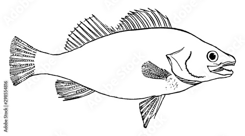 Fish, vintage illustration.