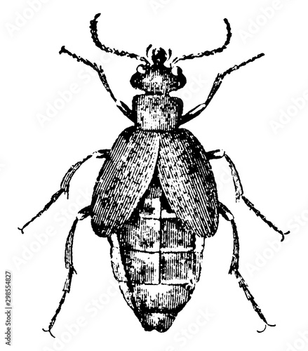 Oil Beetle, vintage illustration.