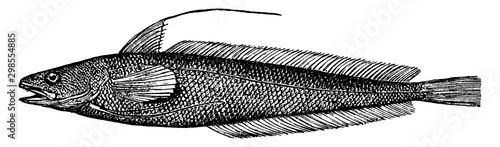 Squirrel Hake, vintage illustration.