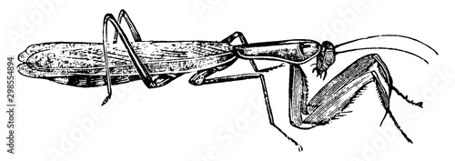 Praying Mantis, vintage illustration.