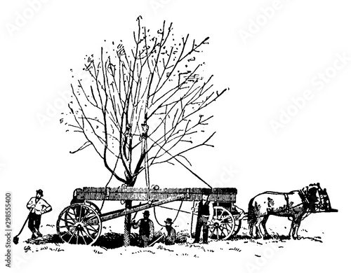 Tree relocation vintage illustration.