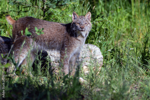Canadian Lynx © Michael