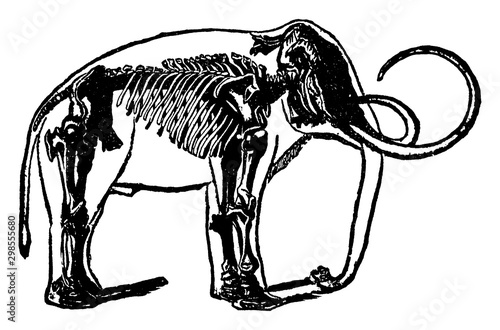 Skeleton of the Mammoth, vintage illustration.