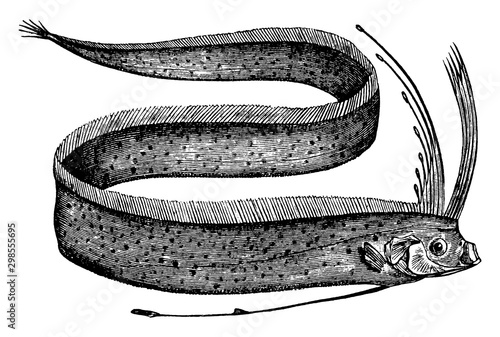 Oarfish, vintage illustration.