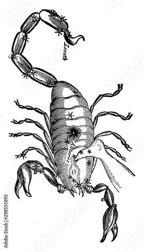 Scorpion vintage illustration.