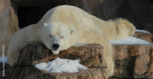 Sleeping Polar Bear