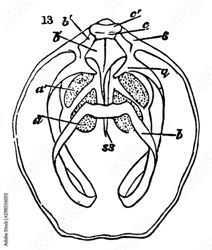 Ventral Valve, vintage illustration.