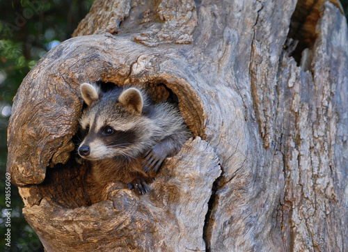 Racoon Baby in Tree