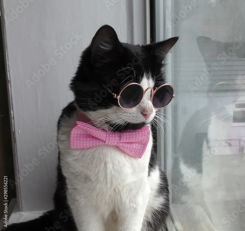 Black and white cat in glasses with butterfly