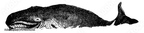 Whale, vintage illustration.