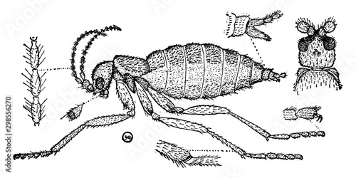 Epidapus, vintage illustration.