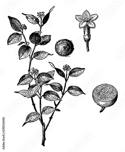 Nux Vomica vintage illustration.