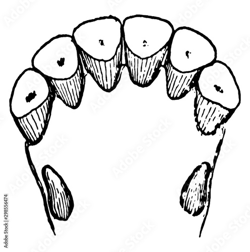 Lower Nippers of an Old Horse, vintage illustration.