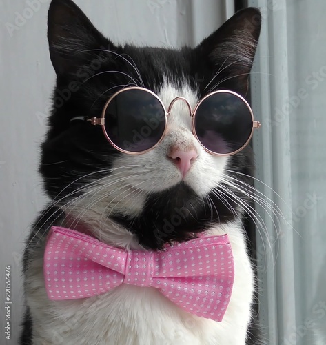 Black and white cat in glasses with butterfly near the window