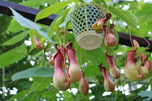 うつぼかずら　食虫植物 photo