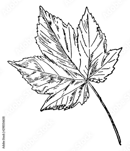 Sycamore Maple vintage illustration.