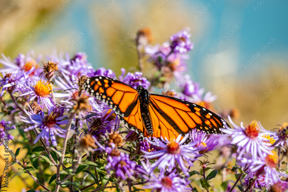 Butterfly on the blue flowers, close-up Butterfly on the blue flowers, close-up